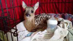 14708177_792188294218015_6266851212136037491_n Pets and Animals