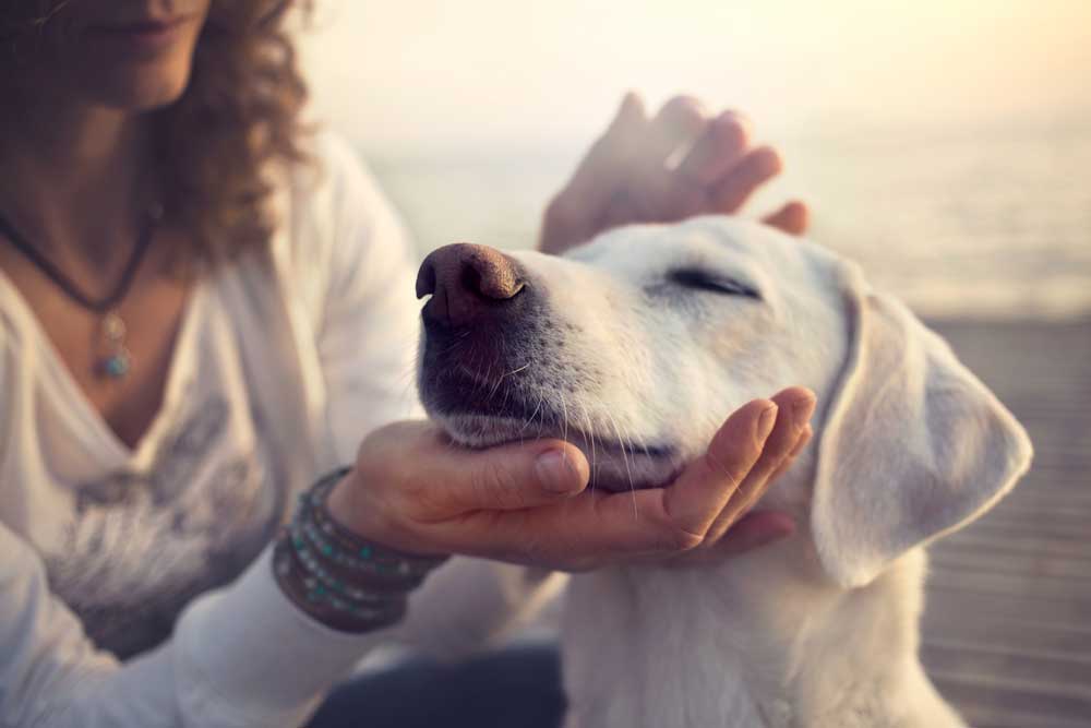 Silver colloidal for pets