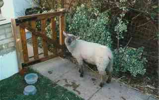 Billy the sheep