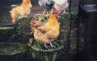 hens that have been treated with colloidal silver